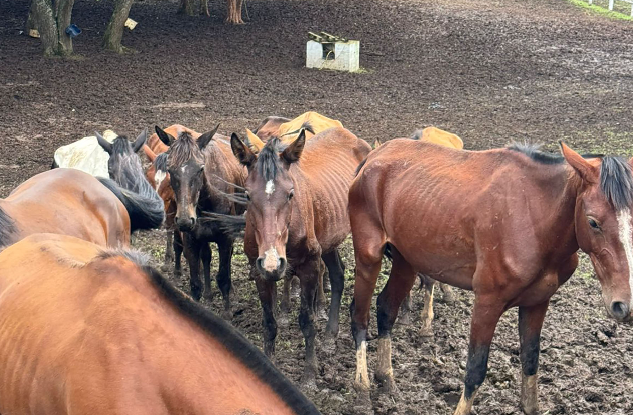 Mais de 40 cavalos são resgatados e tutor é preso em Piraquara