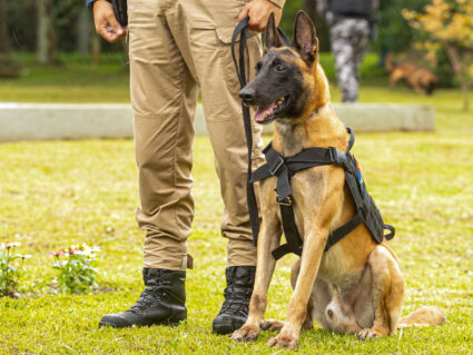 Paraná vai investir R$ 5,5 milhões na compra de cães para reforçar segurança