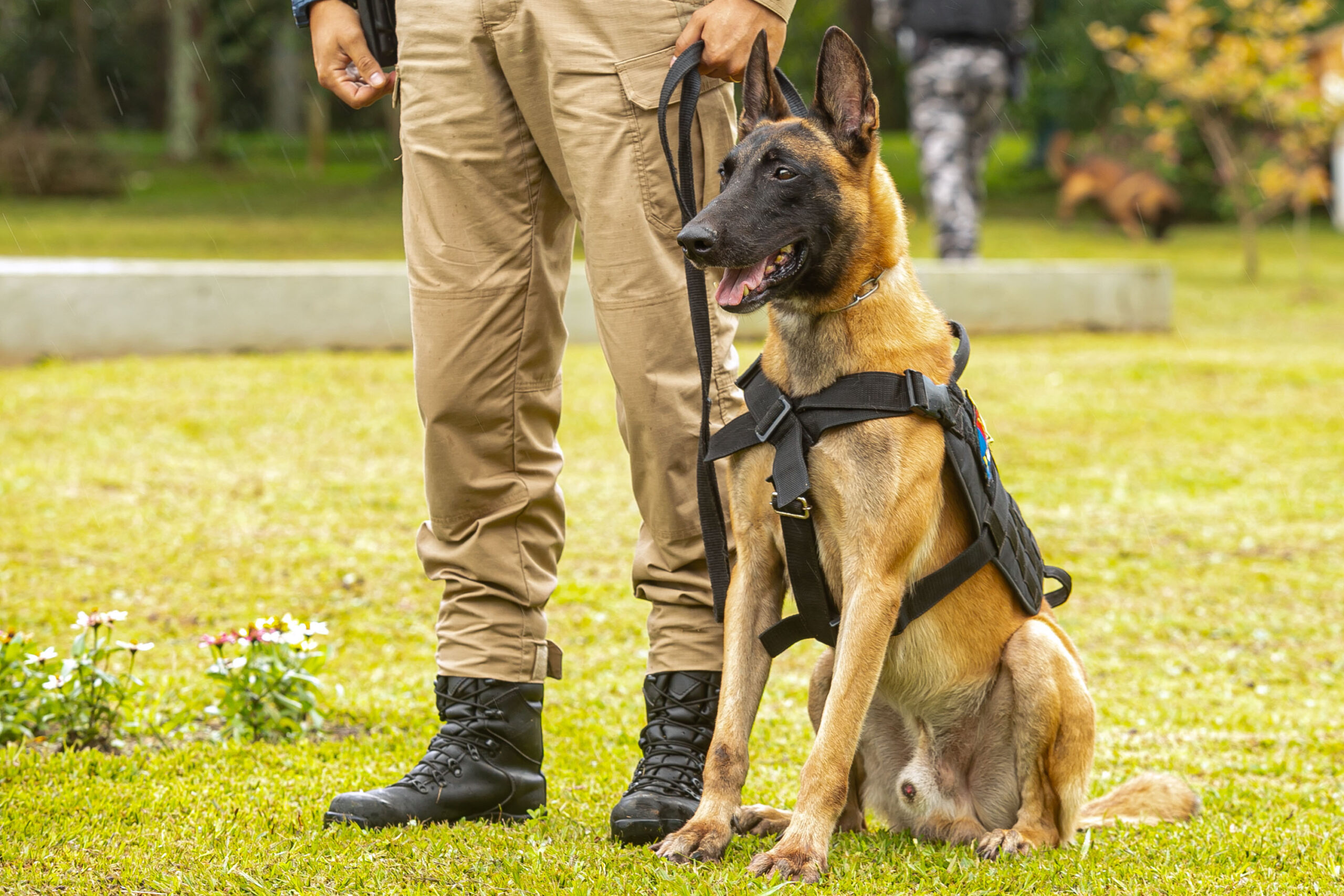 Paraná vai investir R$ 5,5 milhões na compra de cães policiais para reforçar segurança