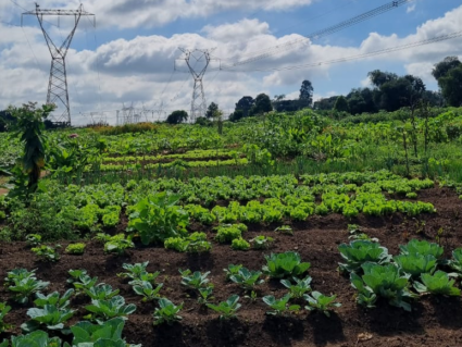 Projeto social tem vagas abertas para formação em hortas urbanas ou agroindústria