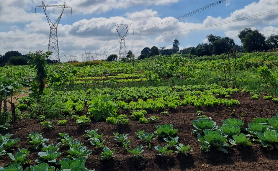Projeto social tem vagas abertas para formação em hortas urbanas ou agroindústria