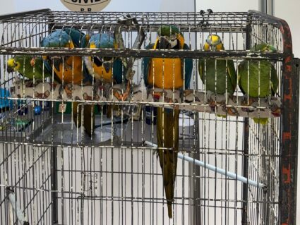 Aves vítimas do tráfico de animais são resgatadas em Curitiba