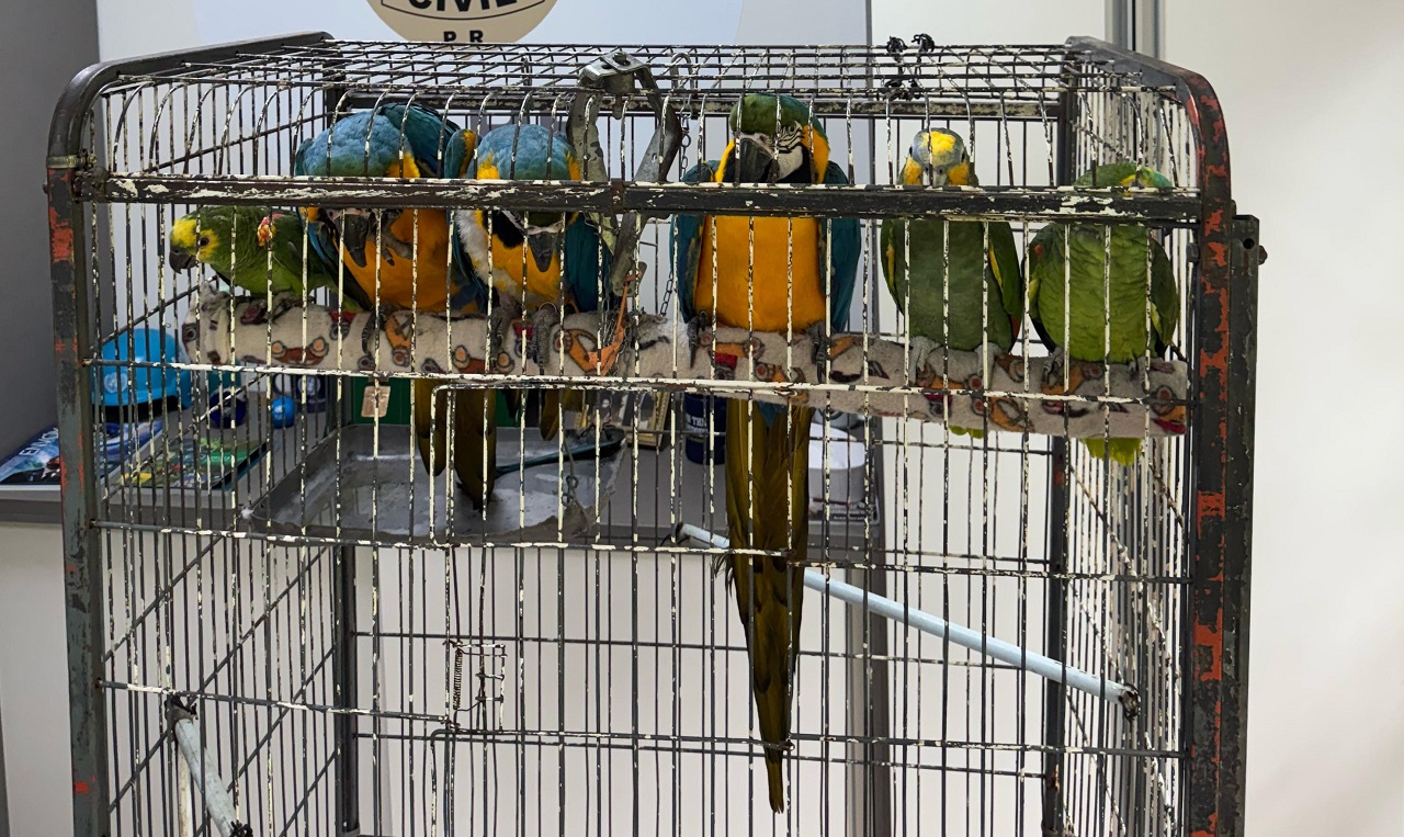aves trafico animais curitiba