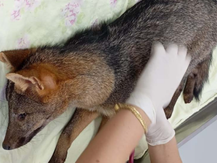 Cachorro-do-mato ferido é resgatado próximo a rodovia em Toledo