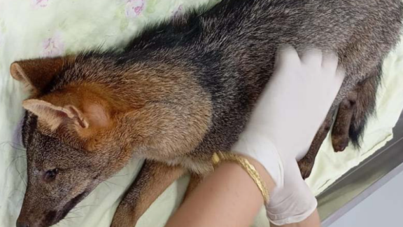 Cachorro-do-mato ferido é resgatado próximo a rodovia em Toledo