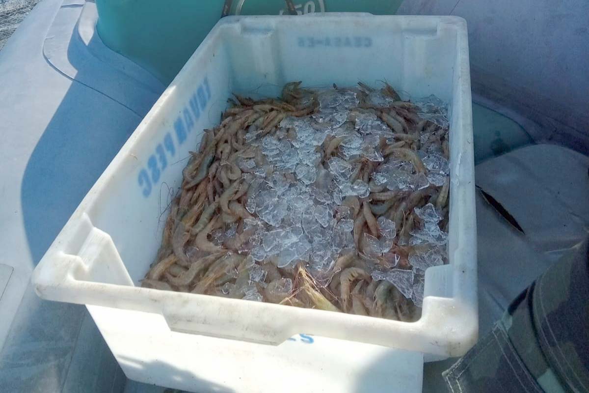 pesca de camarão Litoral do Paraná