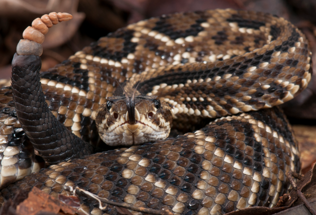 Cobra em propriedade rural requer cuidado por parte do produtor