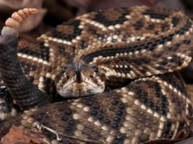 Cobra em propriedade rural requer cuidado por parte do produtor