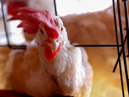 Criação de aves ao ar livre sem tela de proteção superior é suspensa no Brasil