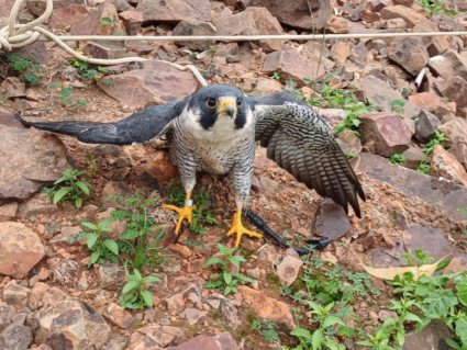 Falcão-peregrino que saiu dos EUA é encontrado ferido no interior do Paraná