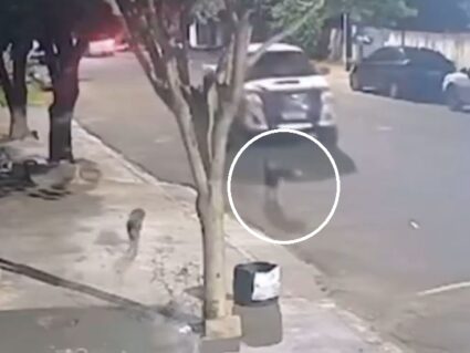 Homem que atropelou e matou cachorro intencionalmente é identificado 