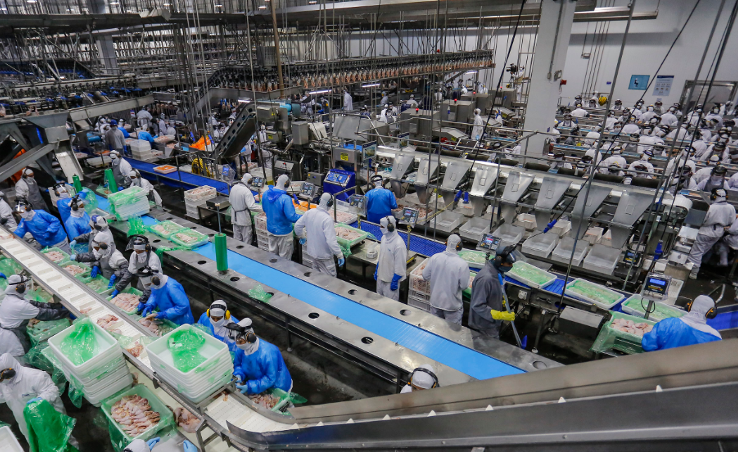 Paraná lidera crescimento na produção de frangos e suínos no Brasil