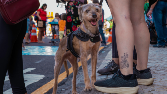 Pets são destaque na programação do Domingo no Centro 