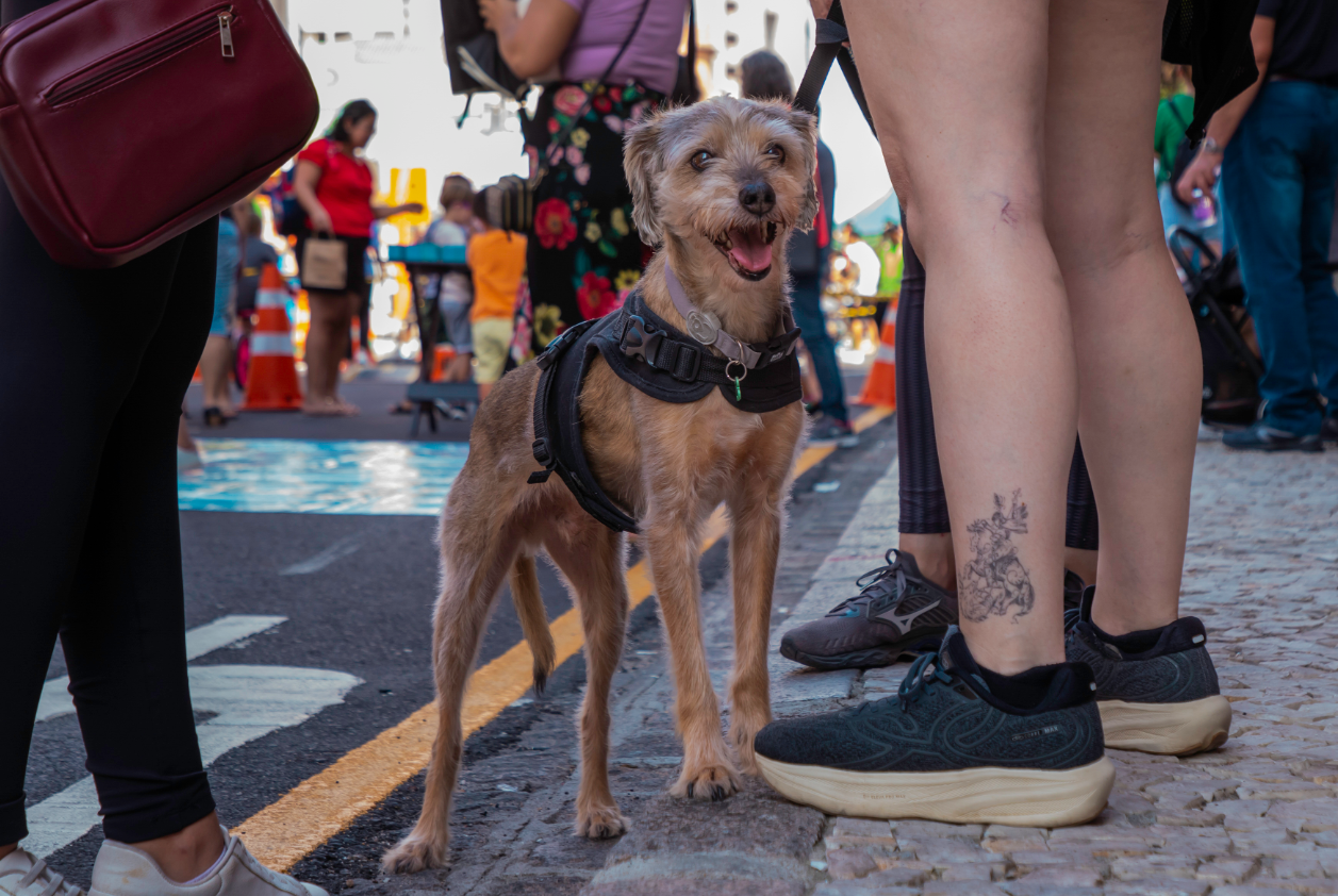 Pets são destaque na programação do Domingo no Centro 