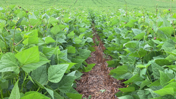 IDR-Paraná desenvolve nova variedade de feijão preto altamente produtiva