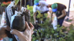 Ações marcam passagem do Dia do Meio Ambiente no Paraná