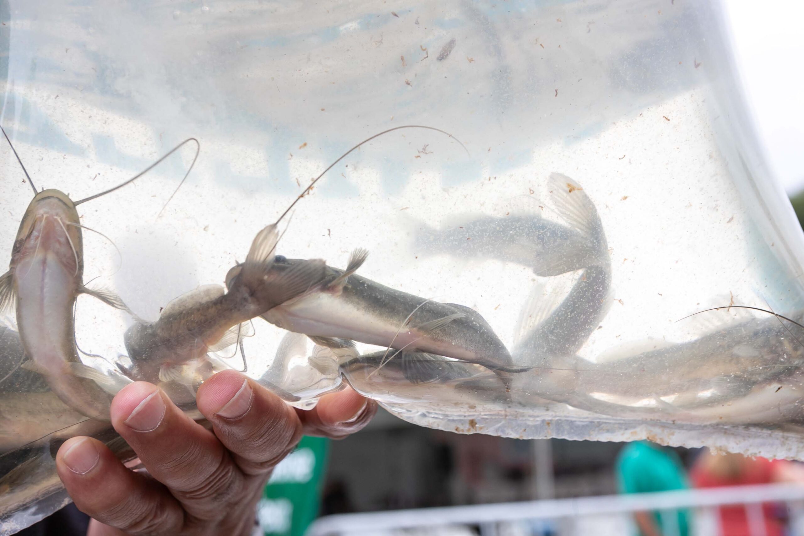 soltura de peixes no Parque Passaúna