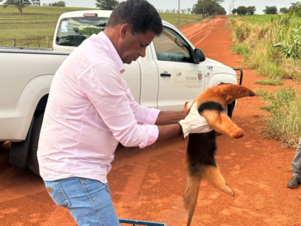 Tamanduá-mirim com vários ferimentos é resgatado no Noroeste do estado
