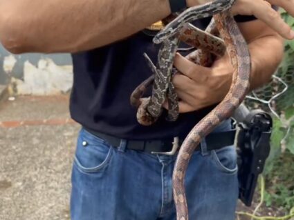 Homem é preso por tráfico de animais em Imbituva; 215 foram resgatados
