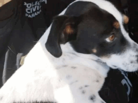 cachorro Tokinho indenização maus-tratos Paraná
