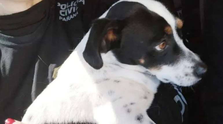 Justiça do Paraná indeniza cachorro agredido por ex-tutor