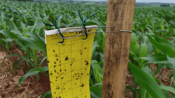 Extensionistas do IDR-PR monitoram cigarrinha do milho nas lavouras do noroeste