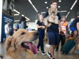 transporte de animais avião voo