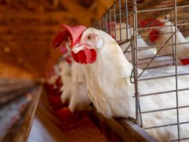 avicultura carne de frango Paraná agro