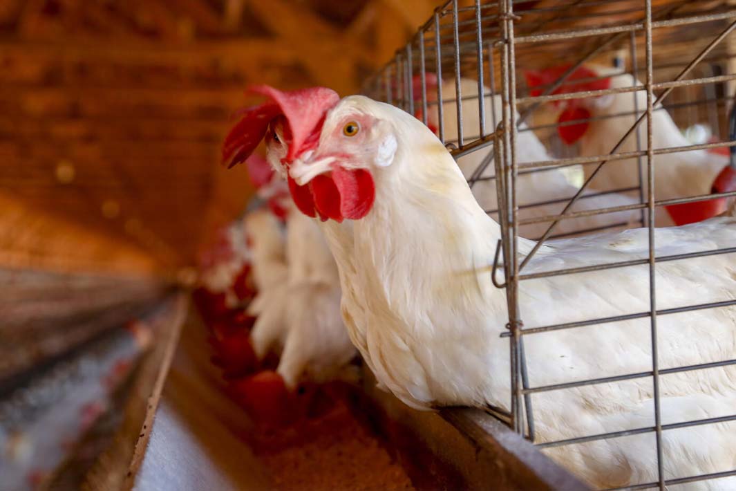 avicultura carne de frango Paraná agro