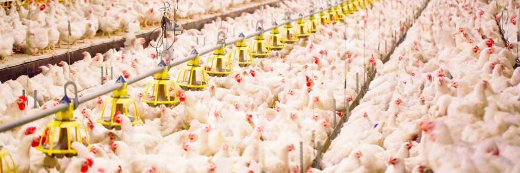 FAEP pede para reabrir mercado internacional ao frango paranaense