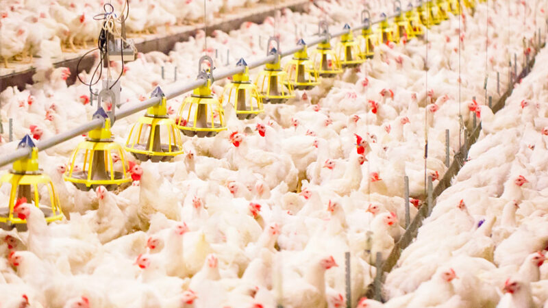 FAEP pede para reabrir mercado internacional ao frango paranaense