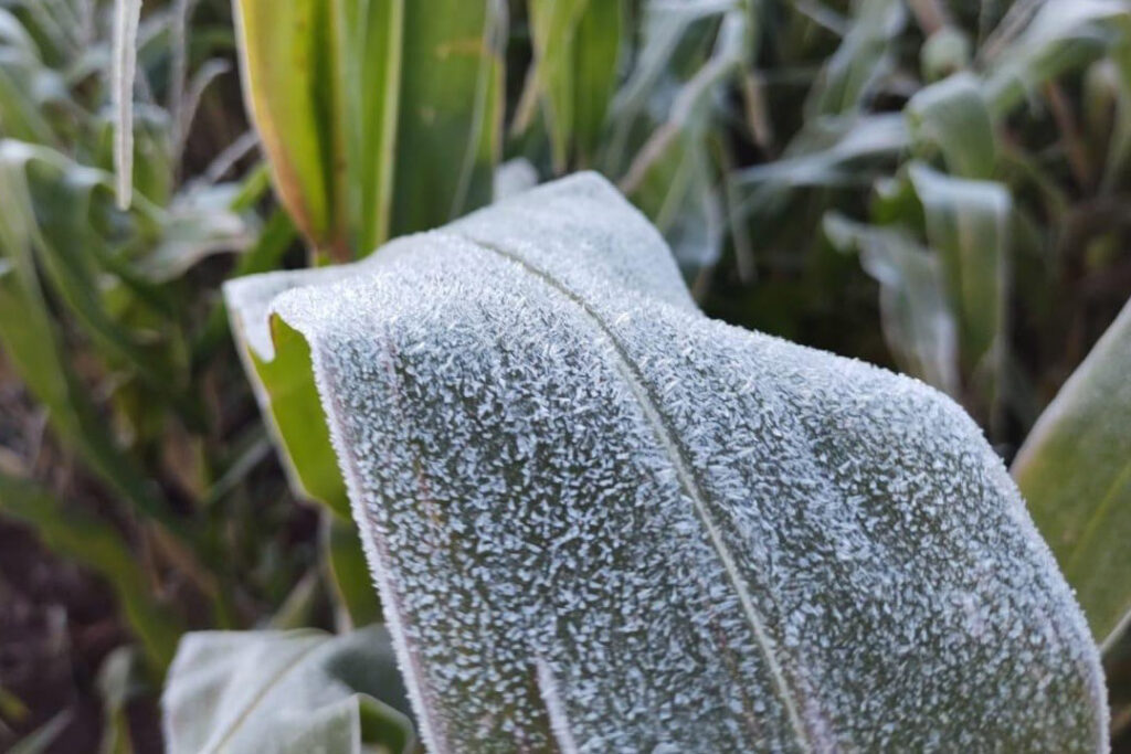 Onda de frio exige cuidados em culturas mais sensíveis no campo