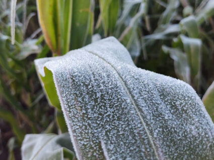 Onda de frio exige cuidados em culturas mais sensíveis no campo