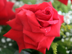 produção de flores rosas Paraná
