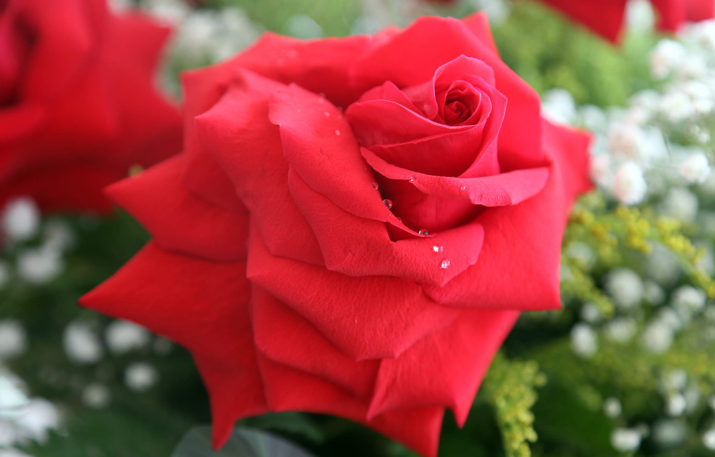 produção de flores rosas Paraná