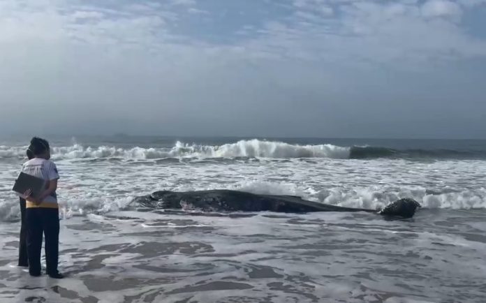 baleia-jubarte-pontal-do-parana