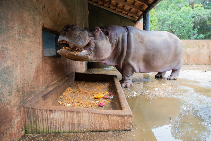 cardápio de inverno zoológico de curitiba