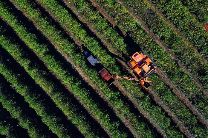 Plantação de café colheita Paraná