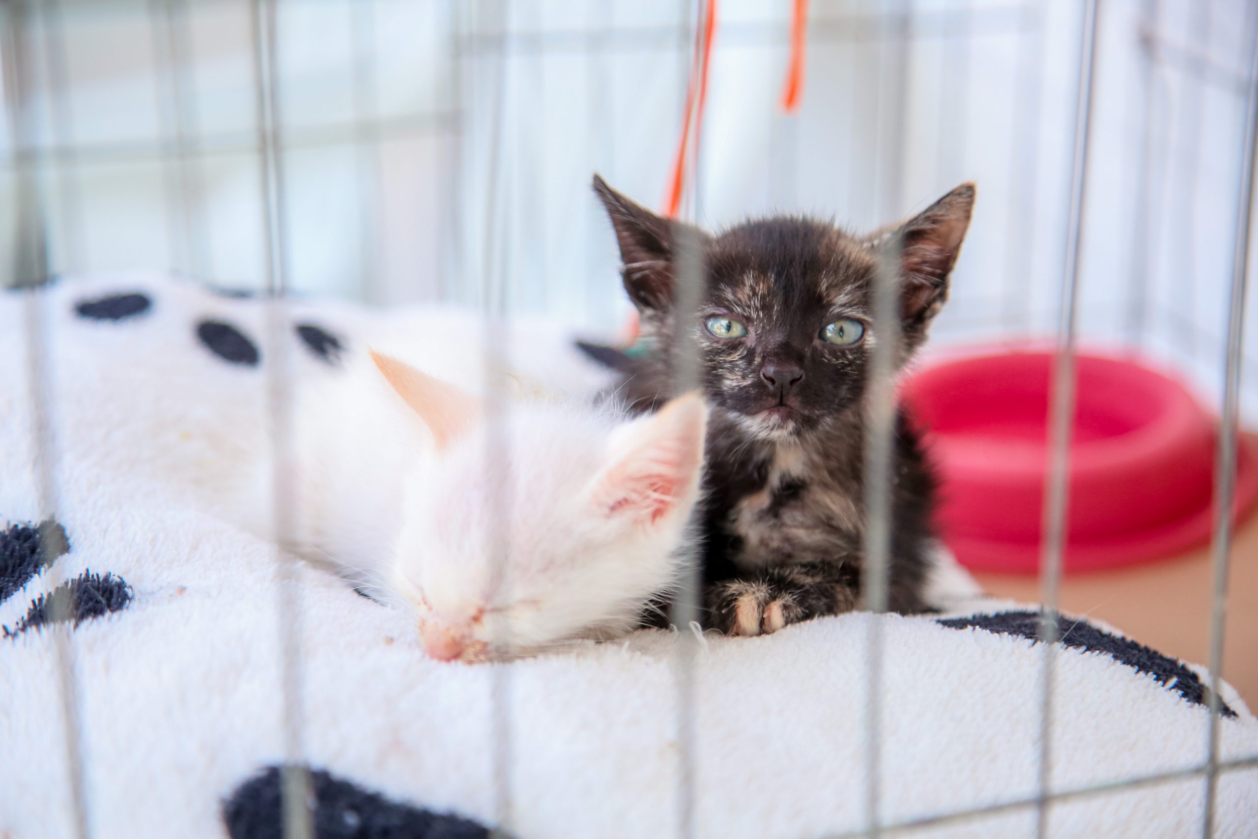 gatos gatinhos pets campanha Maringá