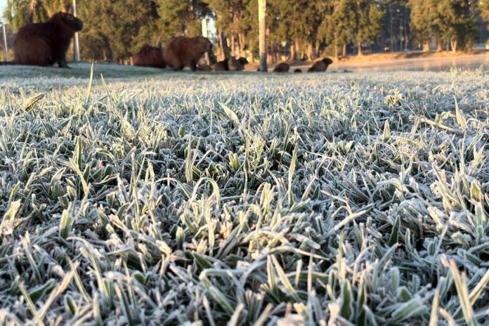 geada no Paraná frio
