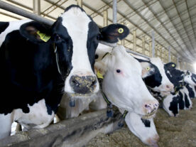 vacas atualização rebanhos Paraná
