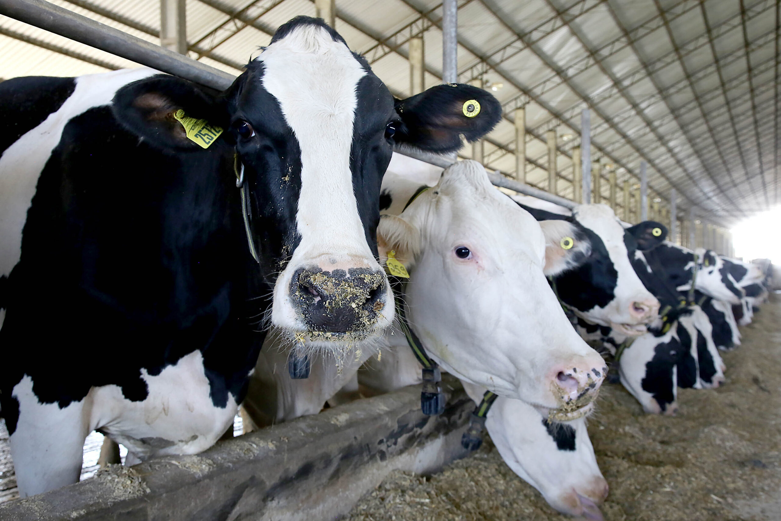 vacas atualização rebanhos Paraná