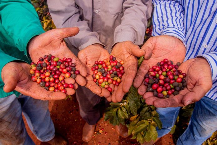 café de Mandaguari Paraná produção de café
