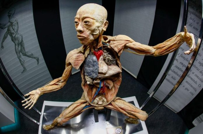exposição corpos humanos Curitiba