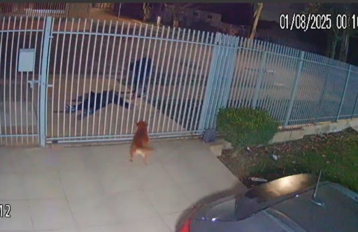 bandido furta celular vítima mal súbito