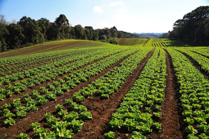 produção de orgânicos Paraná