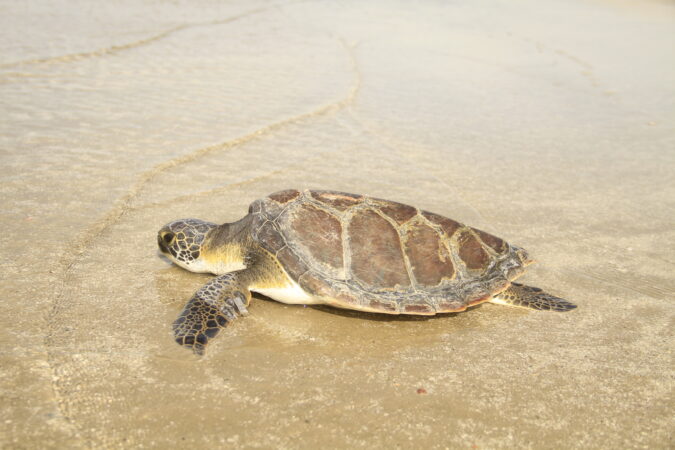 tartaruga encalhada litoral Paraná
